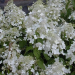 "Брюссельские Кружева" ("Brussels Lace", "White Lace") Метельчатая гортензия