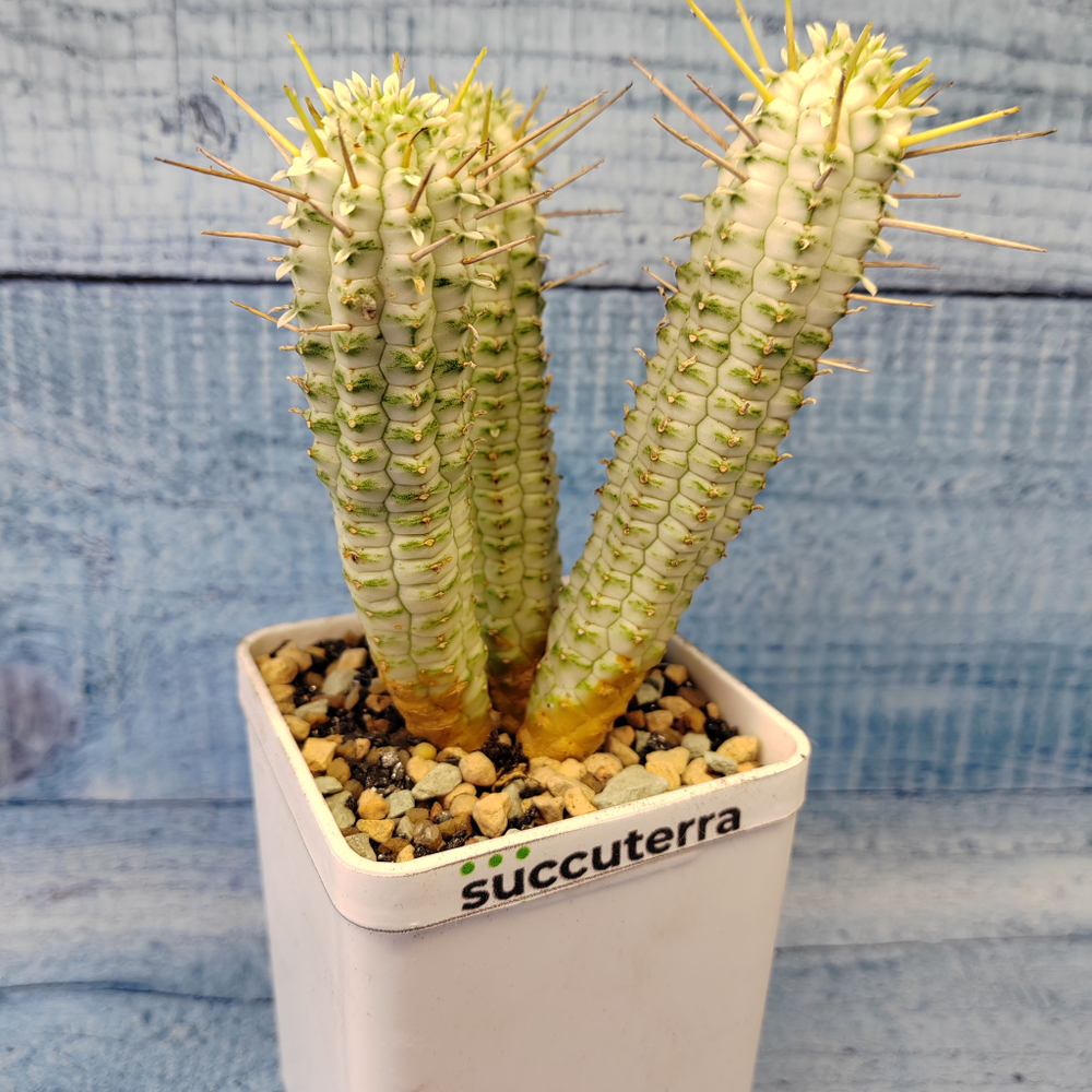 Euphorbia Mammillaris Variegata (Эуфорбия)