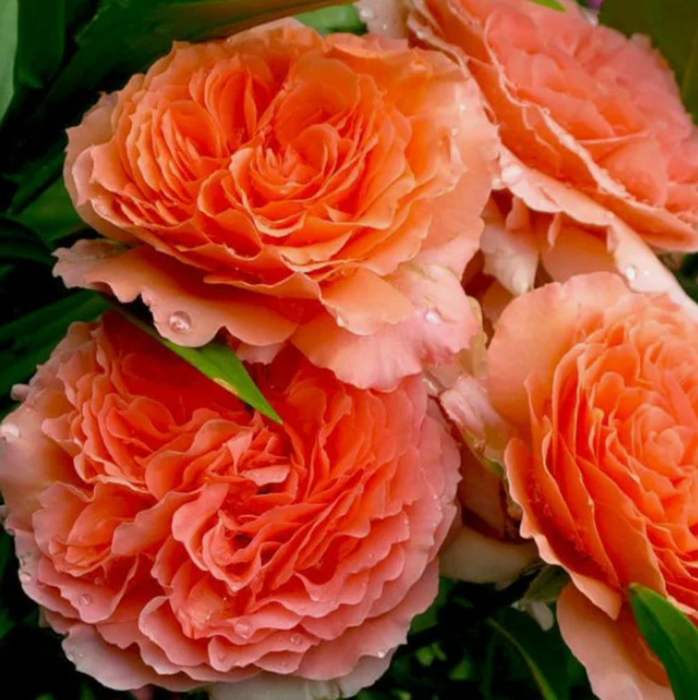 Роза Бельведер ОКС конец апреля -май 2026