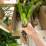 Замиокулькас VAR