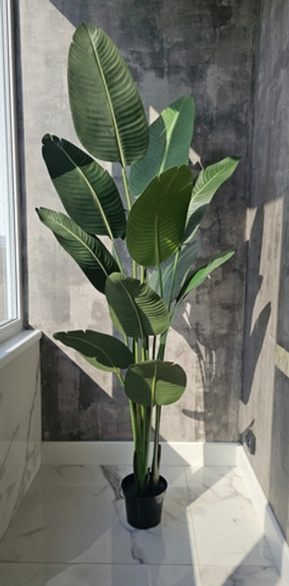 Стрелиция 180 см (Бальбис) в тех.кашпо