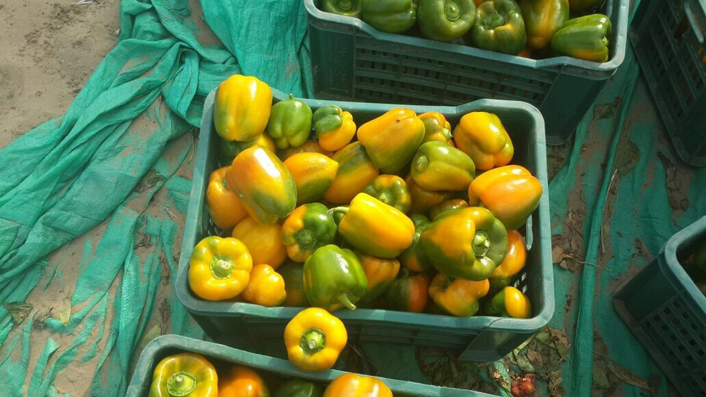 болгарский красный перец. зеленый перец, желтый перец- Египет
