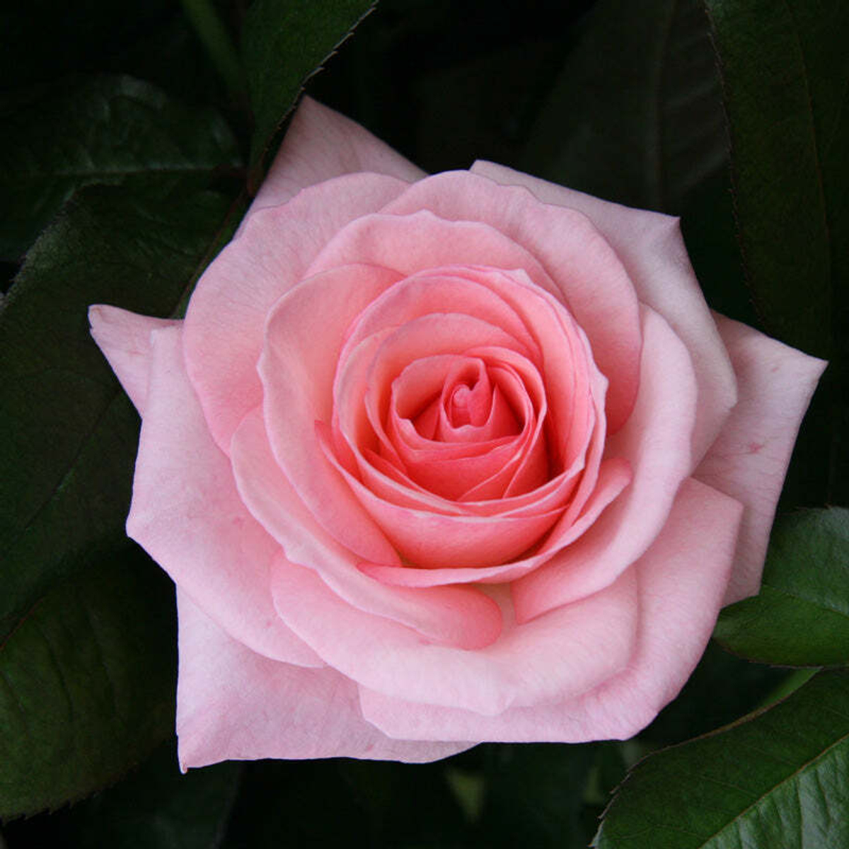 кусты для сада — Пинк О'Хара (Pink O'Hara) — ароматная романтическая роза