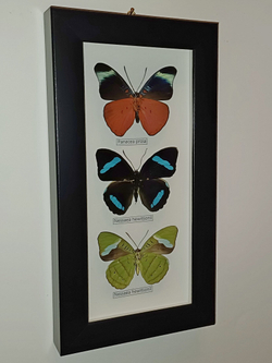 Нимфалиды рода Nessea