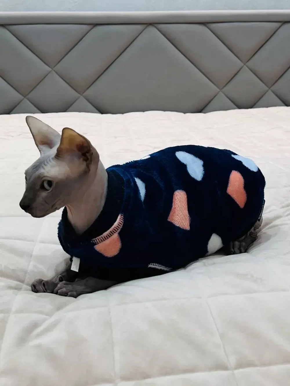 Одежда свитер для сфинксов кошек