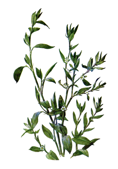 Спорыш (горца птичьего трава) 50гр - чайный напиток № 30