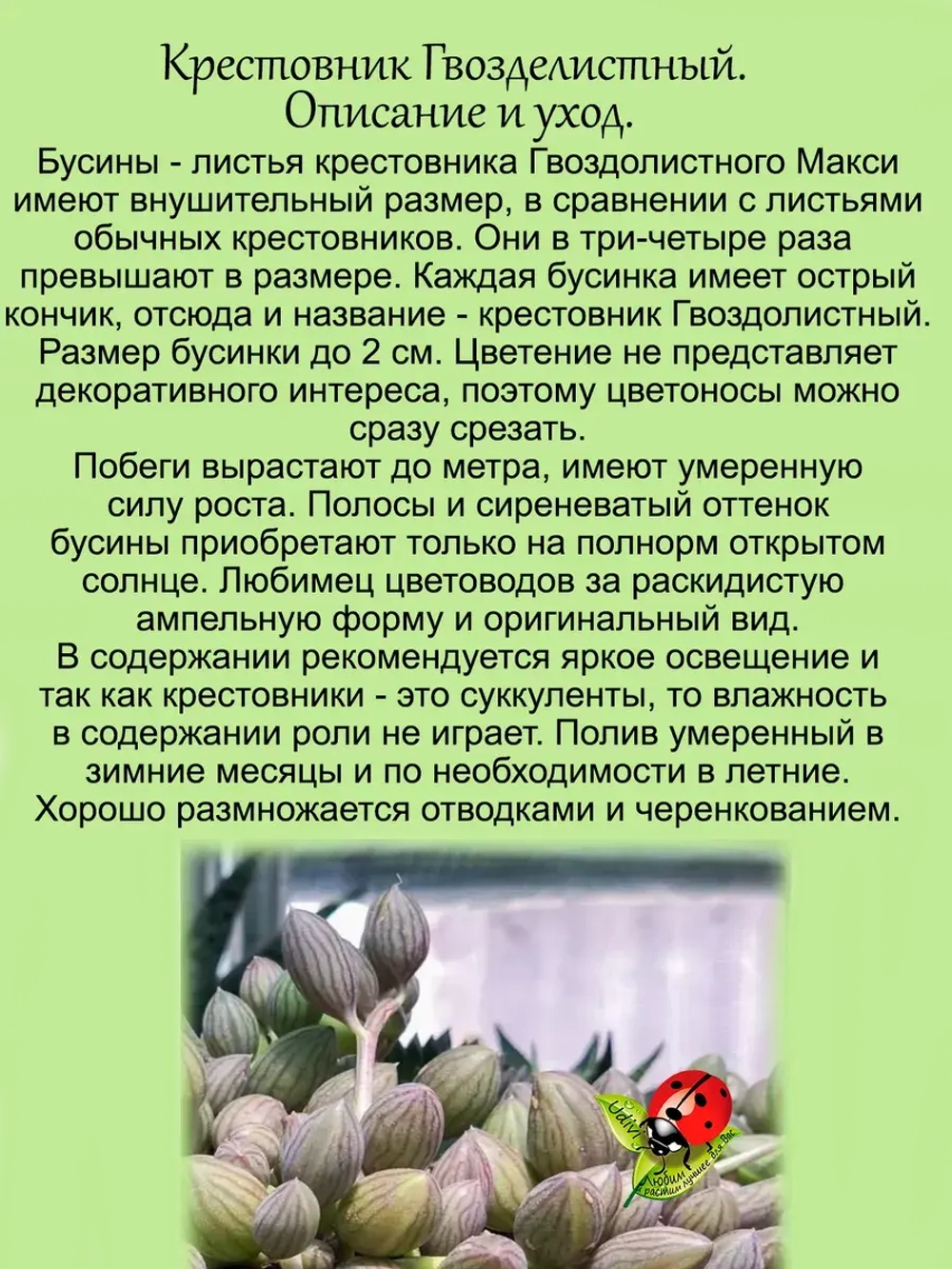 Крестовник Гвозделистный Макси