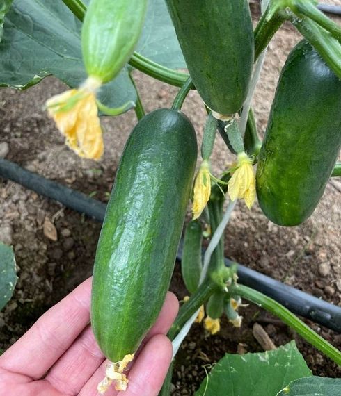 ЛАРИНО F1 семена огурца (Rijk Zwaan | Alexagro)