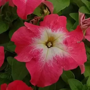 S60189 Петуния кустовая Grandiflora Limbo GP Salmon Morn 100 шт.
