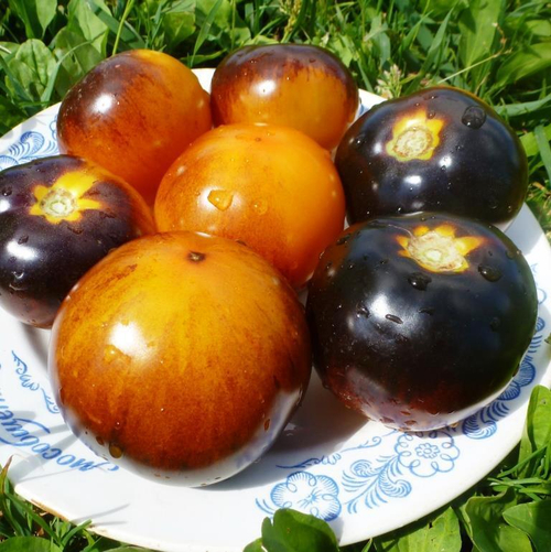 Помидоры - Blue Gold - Синее Золото