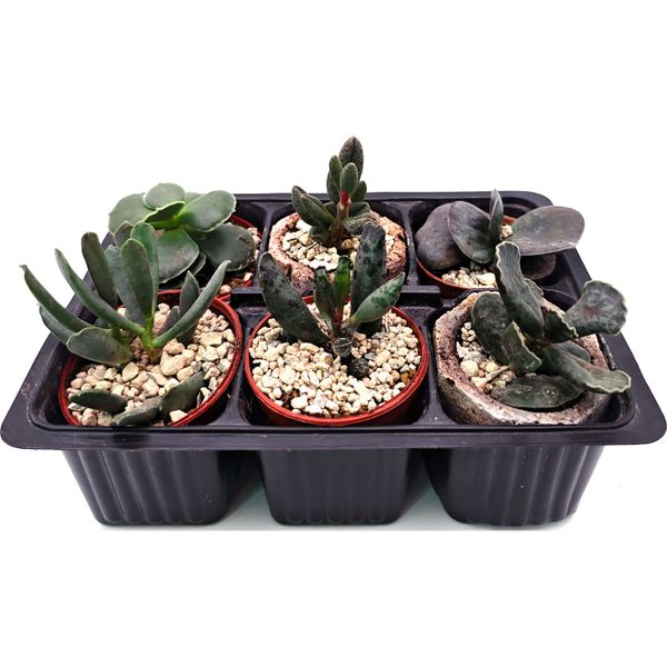 Набор черенков D5 №663729