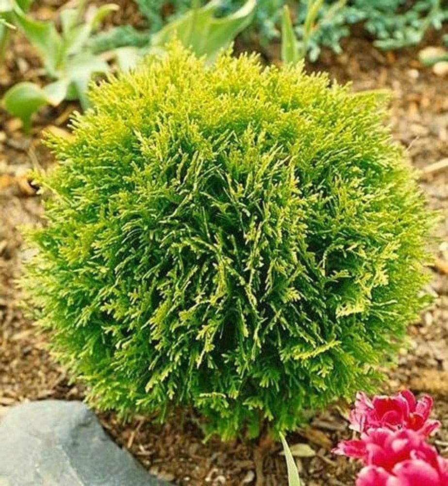 Туя Даника Закупка М35 наличие 2026 Туя Даника Закупка М35 наличие 2026