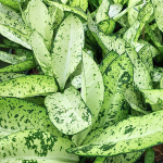 Диффенбахия PHRAE BARAMEE (A107)