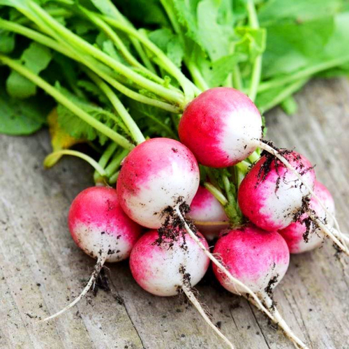 Редис Краковянка - RADIS KRAKOWIANKA