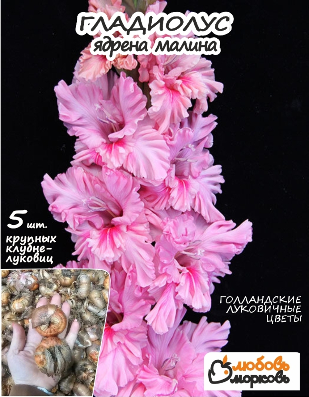 Гладиолус Луковица, Ядрена Малина, 5 шт
