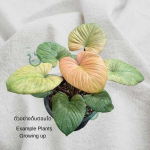 Хомаломена Rubescens Mint Var. клон
