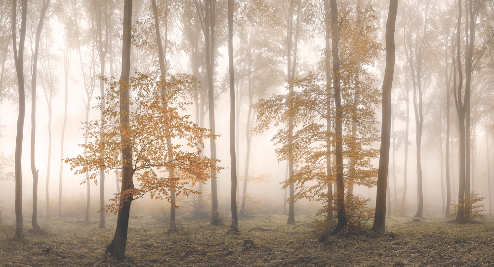 Коллекция Лес