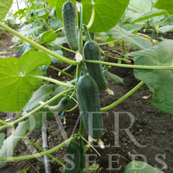Огурец Бэрни F1 7шт ВитаГрин ЭКСТРА