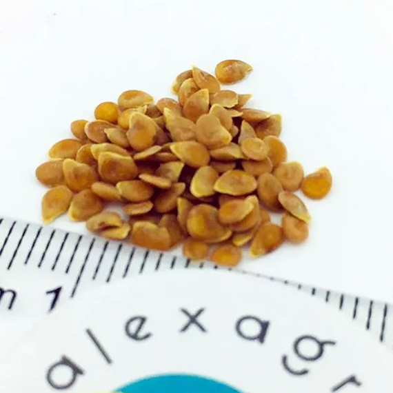 Торбей F1 семена томата детерминантного (Bejo /ALEXAGRO) семена – фото 9