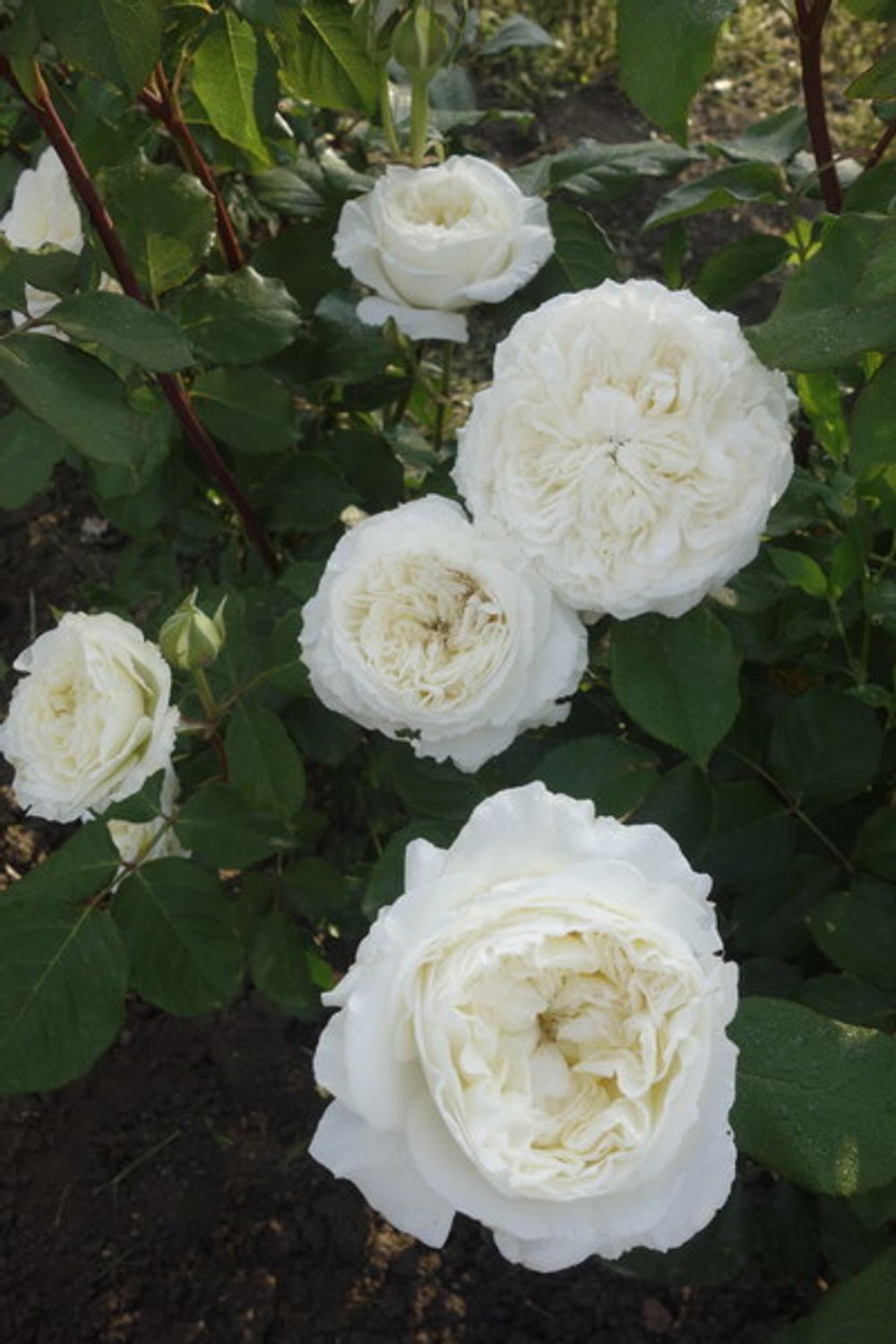 Сидзуку (Shizuku)