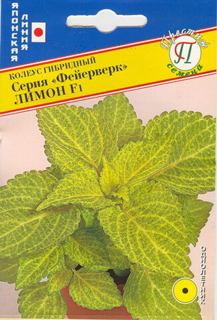 Колеус Фейерверк Лимон Престиж