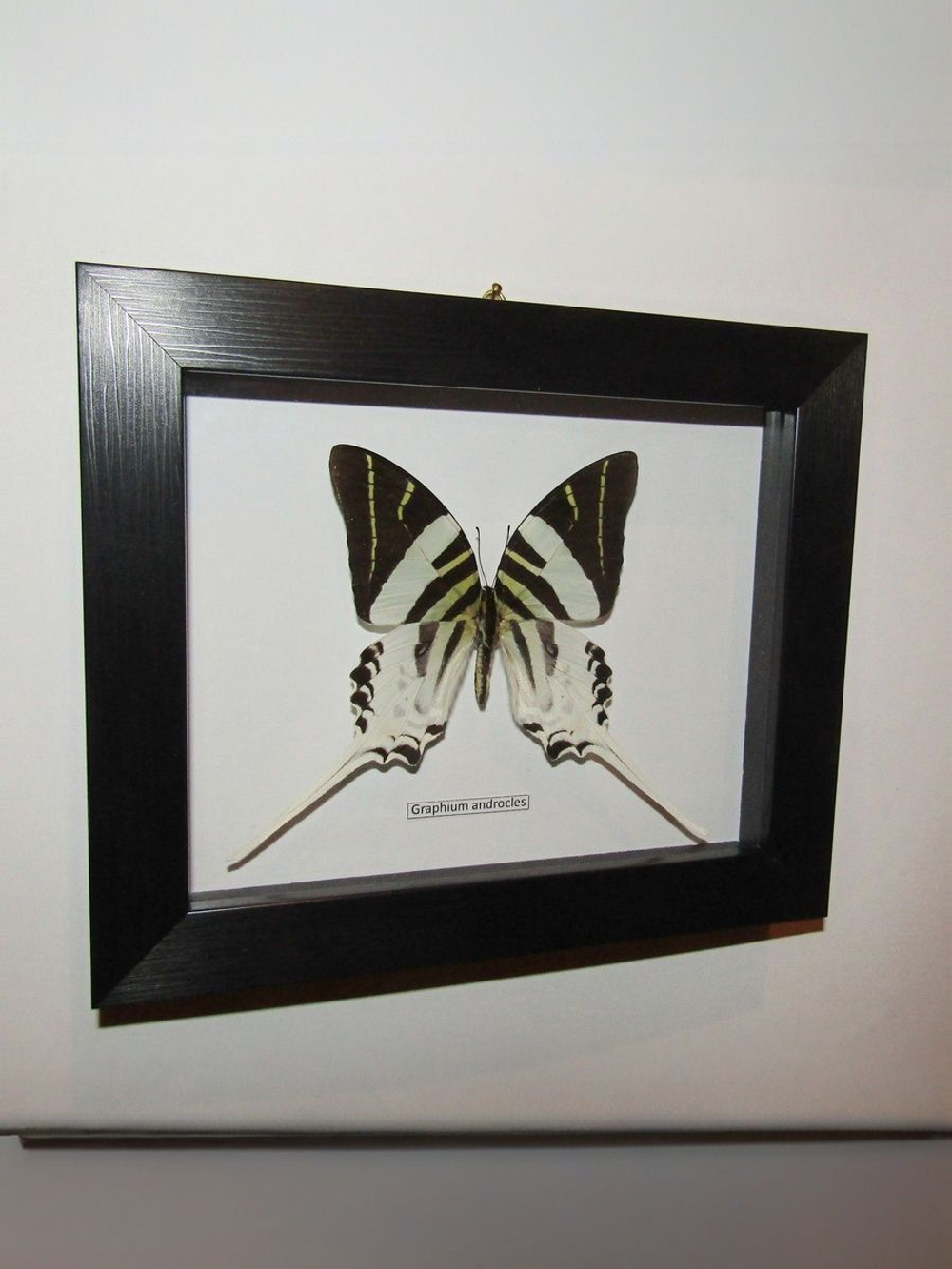 Графиум Андроклес в рамке