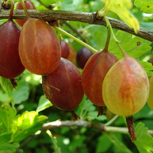 Крыжовник Хиннонмаен пунайнен С2 Закупка М69 июнь 2026