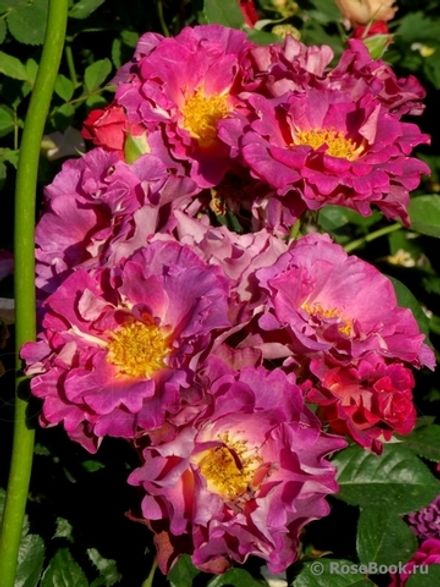 Блаувестад (Blauwestad)