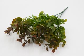 Самшит куст 5 веток 40 см