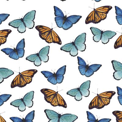 Тропические бабочки на белом фоне