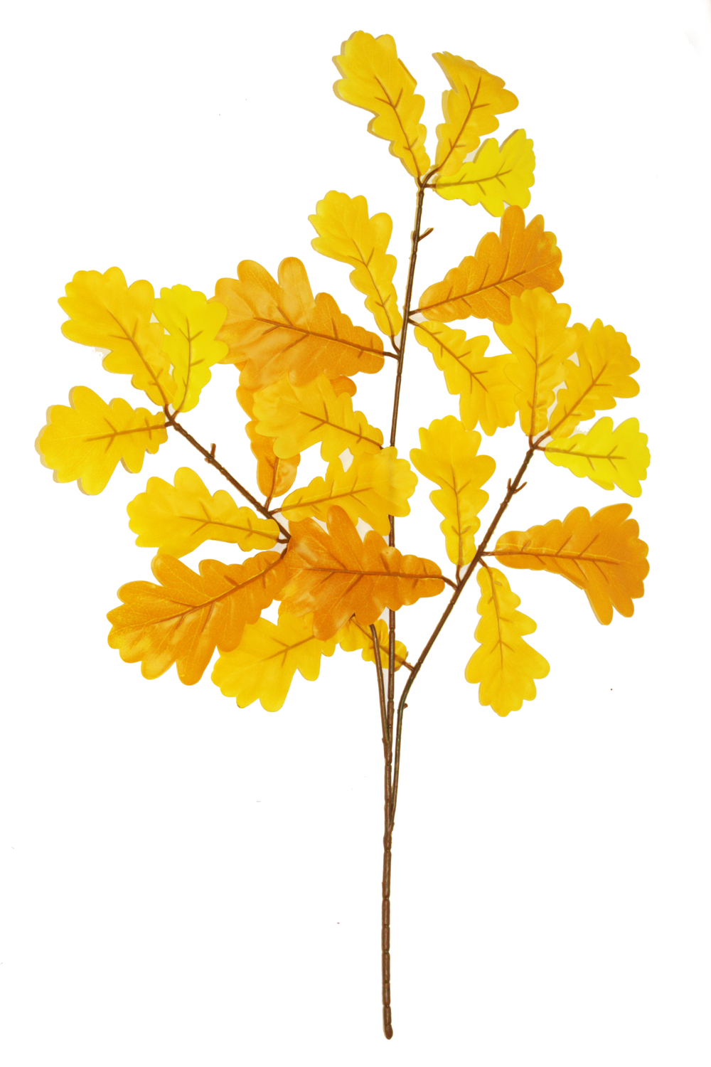 Ветка дуба кустовая