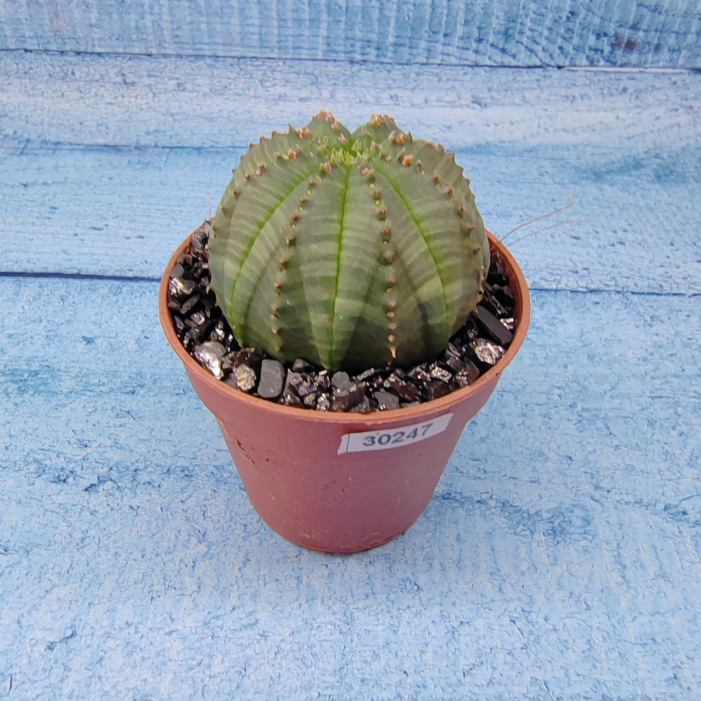 Euphoria Obesa (Эуфорбия)