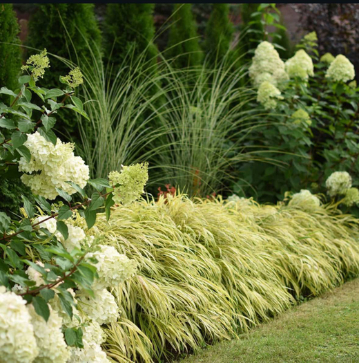 Хаконехлоя большая Ауреола С2 Закупка М38