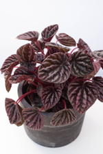 Пеперомия Каперата с бардовыми листьями