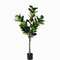 Фикус Лирата высота 165 см