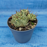 Euphorbia meloformis f. Variegated (Эуфорбия вариегатная)