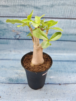Adenium Baobab (Адениум)