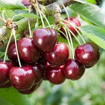 Черешня среднепоздняя Ревна