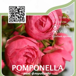Роза флорибунда "Pomponella"