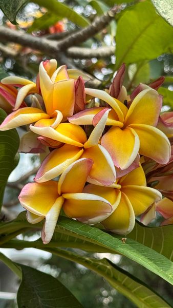 Немного плюмерий для хорошего настроения