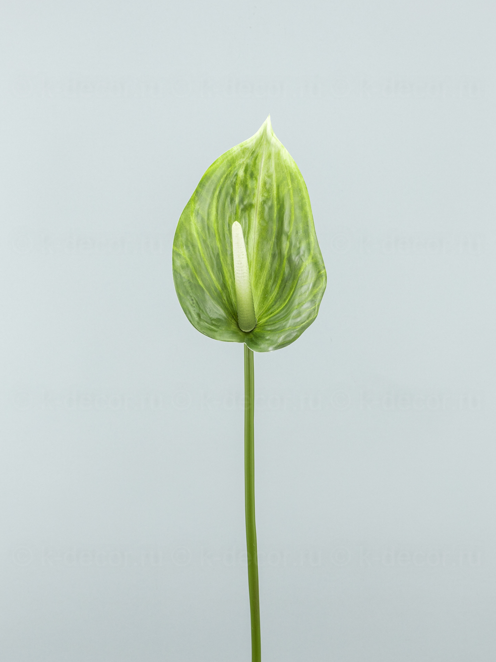 Антуриум Биг