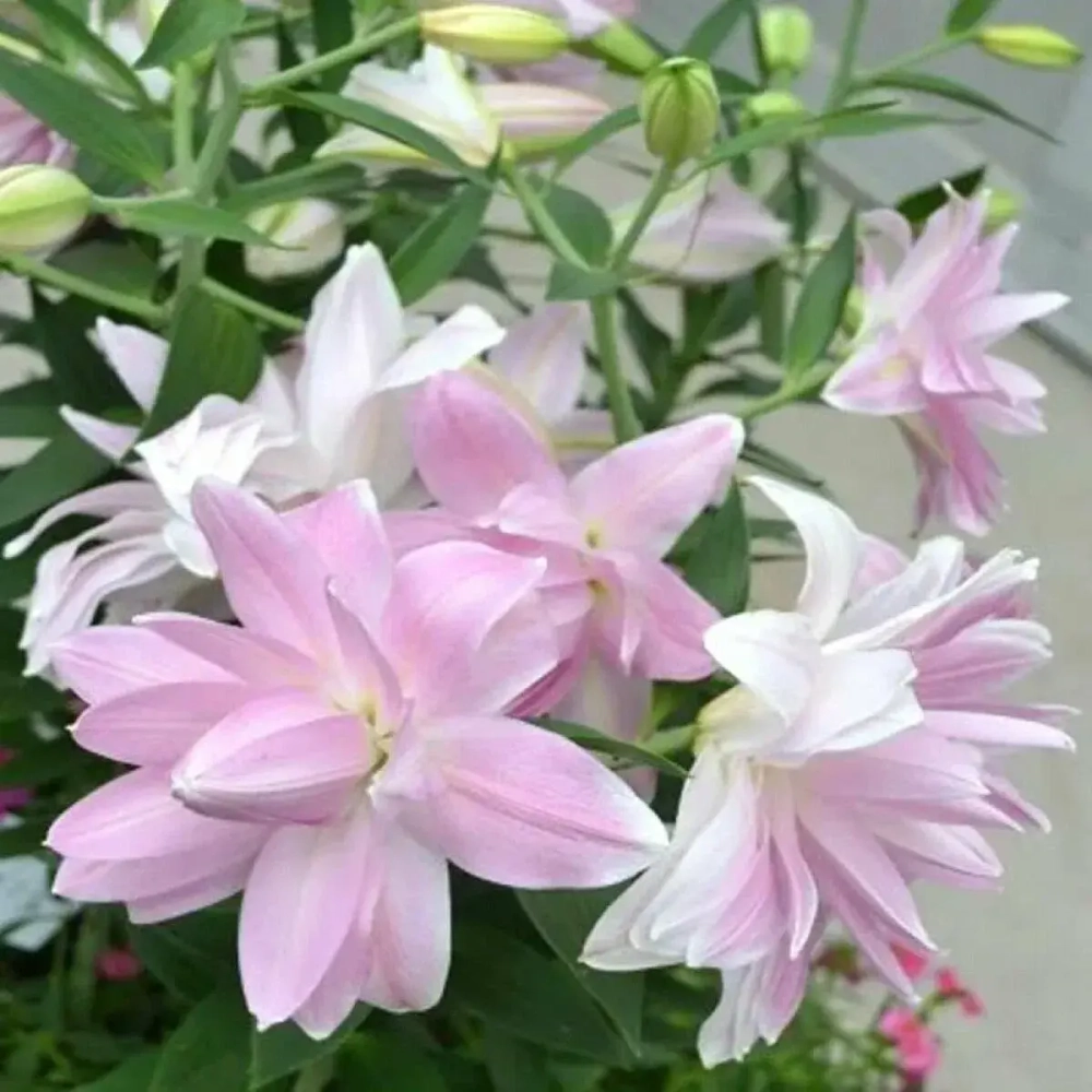Лилия Lotus Breeze (Лотосовый гибрид)