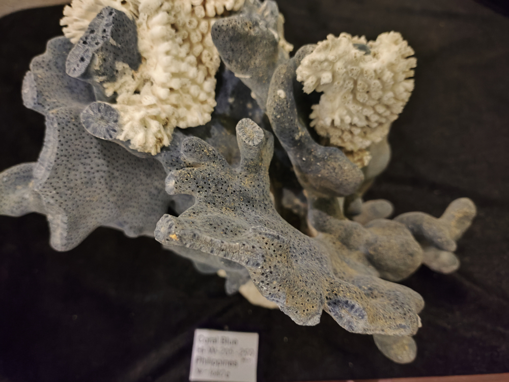 Коралл Голубой 180-270мм