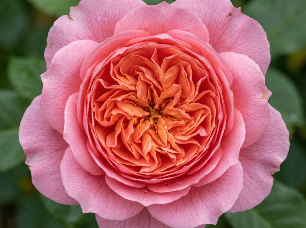 Роза «Амадин Шанель» (Amandine Chanel) шраб