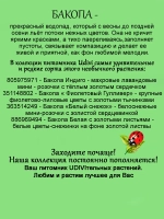 Бакопа Фиолетовый Гулливер ампельная