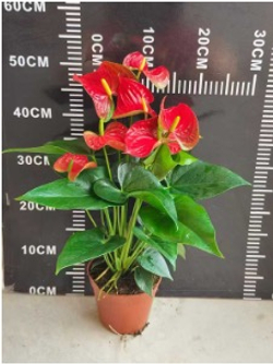 Антуриум Red Spots д.15