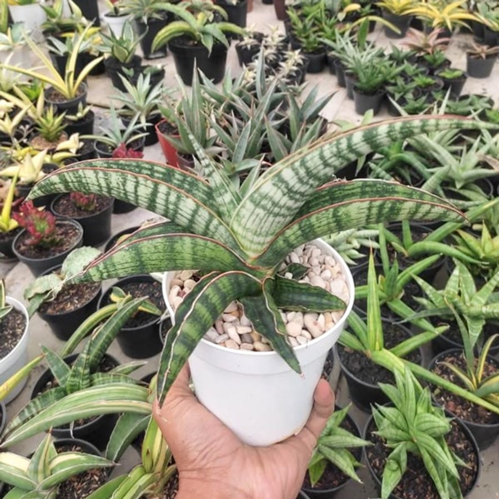 Сансевиерия LADY GAGA s.L