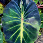 Колоказия FORTUNE STAR