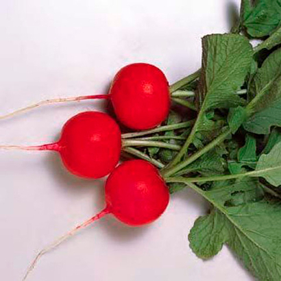 Глориет F1 семена редиса (Sakata / Саката)