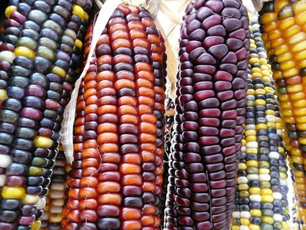 Цветная Кукуруза Ацтеков, Multicolor Aztec Corn